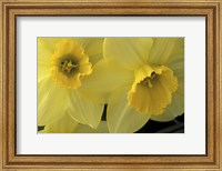 Cache Valley Daffodils, Utah Fine Art Print
