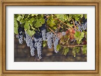 Close Up Of Cabernet Sauvignon Grapes In The Haras De Pirque Vineyard, Chile, South America Fine Art Print