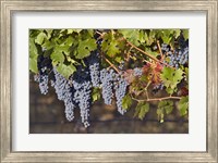 Close Up Of Cabernet Sauvignon Grapes In The Haras De Pirque Vineyard, Chile, South America Fine Art Print