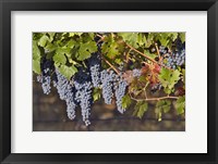 Close Up Of Cabernet Sauvignon Grapes In The Haras De Pirque Vineyard, Chile, South America Fine Art Print