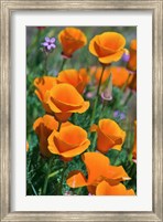 California Poppies, Antelope Valley, California Fine Art Print