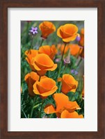 California Poppies, Antelope Valley, California Fine Art Print