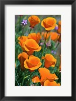 California Poppies, Antelope Valley, California Fine Art Print