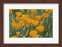 California Poppy, Santa Barbara Botanical Garden, California Fine Art Print