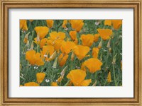 California Poppy, Santa Barbara Botanical Garden, California Fine Art Print