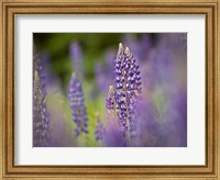 Lupine Near Silver Bay, Northeastern Minnesota 1 Fine Art Print