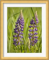 Lupine Near Silver Bay, Northeastern Minnesota 2 Fine Art Print