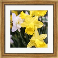 Daffodil Bundle, New York City Fine Art Print