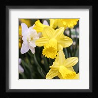 Daffodil Bundle, New York City Fine Art Print