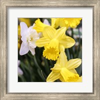 Daffodil Bundle, New York City Fine Art Print