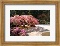 A Cherry Tree Blossoms Over A Rock Garden In The Japanese Gardens In Portland's Washington Park, Oregon Fine Art Print