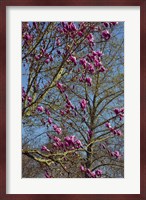 Magnolia Blossoms, Oregon Garden, Silverton, Oregon Fine Art Print