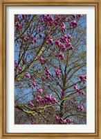 Magnolia Blossoms, Oregon Garden, Silverton, Oregon Fine Art Print