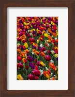 Wind Blows A Field Of Multi-Colored Tulips, Mount Vernon, Washington State Fine Art Print