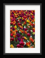 Wind Blows A Field Of Multi-Colored Tulips, Mount Vernon, Washington State Fine Art Print