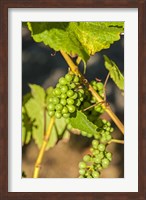 Pinot Gris Wine Grapes Ripen At A Whidbey Island Vineyard, Washington Fine Art Print