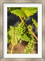 Pinot Gris Wine Grapes Ripen At A Whidbey Island Vineyard, Washington Fine Art Print