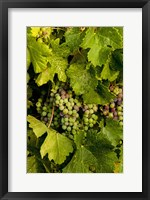 Pinot Grapes In Veraison In Vineyard In The Okanogan Valley, Washington Fine Art Print