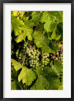 Pinot Grapes In Veraison In Vineyard In The Okanogan Valley, Washington Fine Art Print