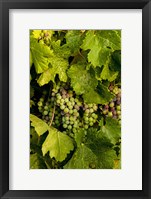 Pinot Grapes In Veraison In Vineyard In The Okanogan Valley, Washington Fine Art Print