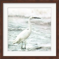 Coastal Heron Fine Art Print