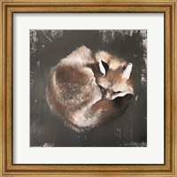 Sleeping Fox No. 11 Fine Art Print