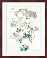 Geranium Botanical Fine Art Print