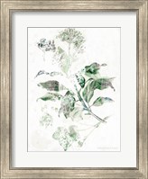 Verbena Botanical Fine Art Print