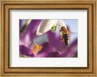 Bee I Fine Art Print