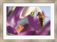 Bee I Fine Art Print
