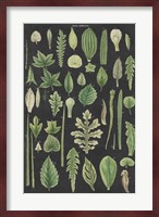 Assortment of Leaves II Charcoal Crop Fine Art Print