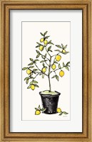 Citron V Fine Art Print