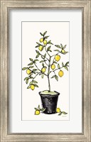 Citron V Fine Art Print