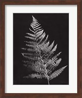 Nature by the Lake Ferns VI Black Crop Fine Art Print
