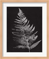 Nature by the Lake Ferns VI Black Crop Fine Art Print