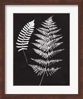 Nature by the Lake Ferns V Black Crop Fine Art Print