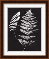 Nature by the Lake Ferns V Black Crop Fine Art Print