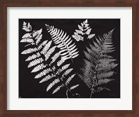 Nature by the Lake Ferns II Black Crop Fine Art Print