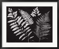 Nature by the Lake Ferns II Black Crop Framed Print