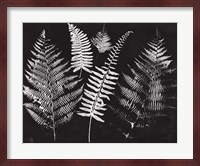 Nature by the Lake Ferns I Black Crop Fine Art Print