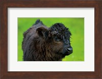 Scottish Highland Cattle XI Fine Art Print