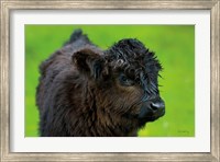Scottish Highland Cattle XI Fine Art Print