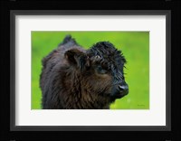 Scottish Highland Cattle XI Fine Art Print