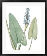 Summer Botanicals IV on White Fine Art Print