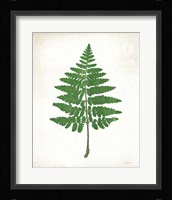 Chalkboard Fern Green II Framed Print