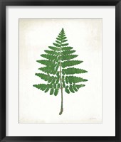 Chalkboard Fern Green II Fine Art Print