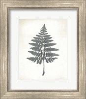 Chalkboard Fern II Fine Art Print