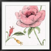 Blossom Sketches II Color Fine Art Print