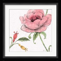 Blossom Sketches II Color Framed Print