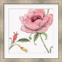Blossom Sketches II Color Fine Art Print